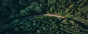 Aerial view of a forest